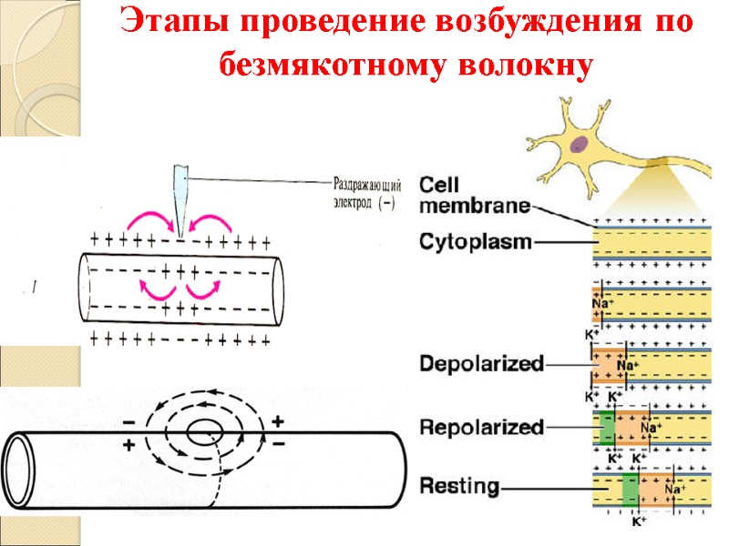 Этапы проведение возбуждения по безмякотному волокну